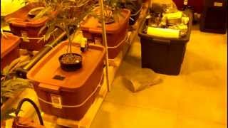 8000 Watt RDWC Super Lemon Haze - 1080p HD