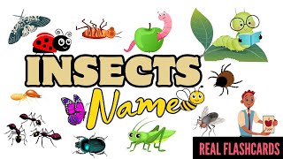 Insects name | Insects for kids |Insects | Insects name in English |  Names of insects | #insects