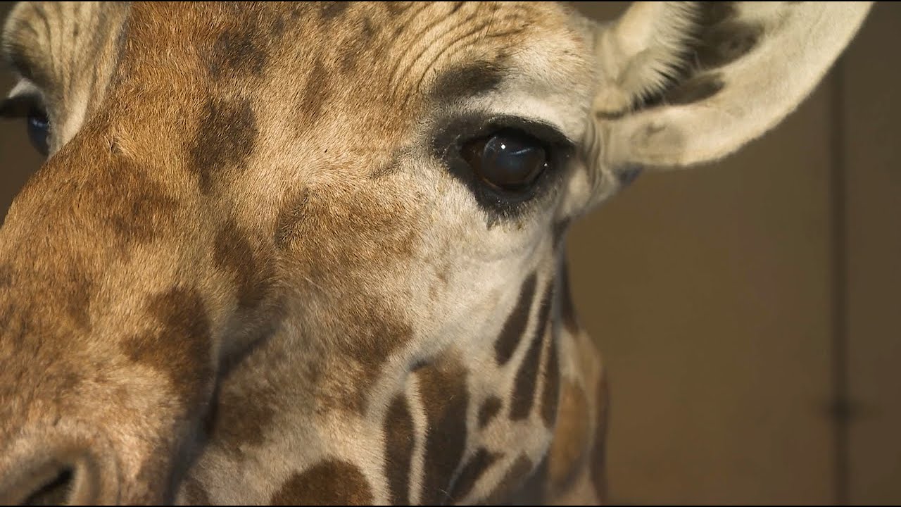 Sjiraffene er nysgjerrige! | Dyrepasserne S09 Episode 9