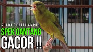 Terapi Ampuh Pulihkan Suara Kenari Langsung Gacor Dor! Pancingan Kenari Ngerol Panjang Paling Dicari