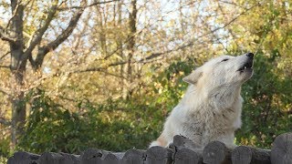 Autumn Wolf Howls