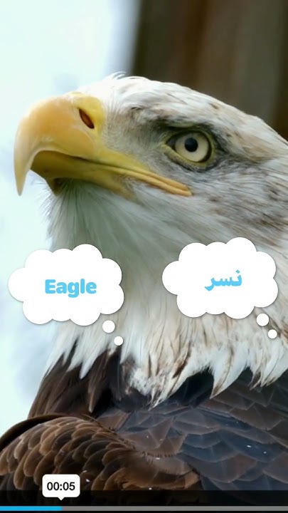 what-does-eagle-mean-in-lebanese-arabic-dialect-levantine