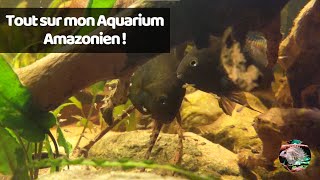 On rassemble nos poissons amazoniens dans le 375l ! + Reproduction d'Amatitlania Sajica