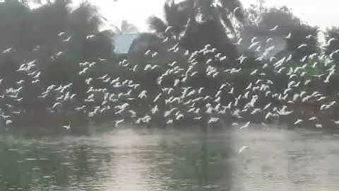 Cò ở Cù Lao, Tân Lộc, Thốt Nốt, Cần Thơ VN