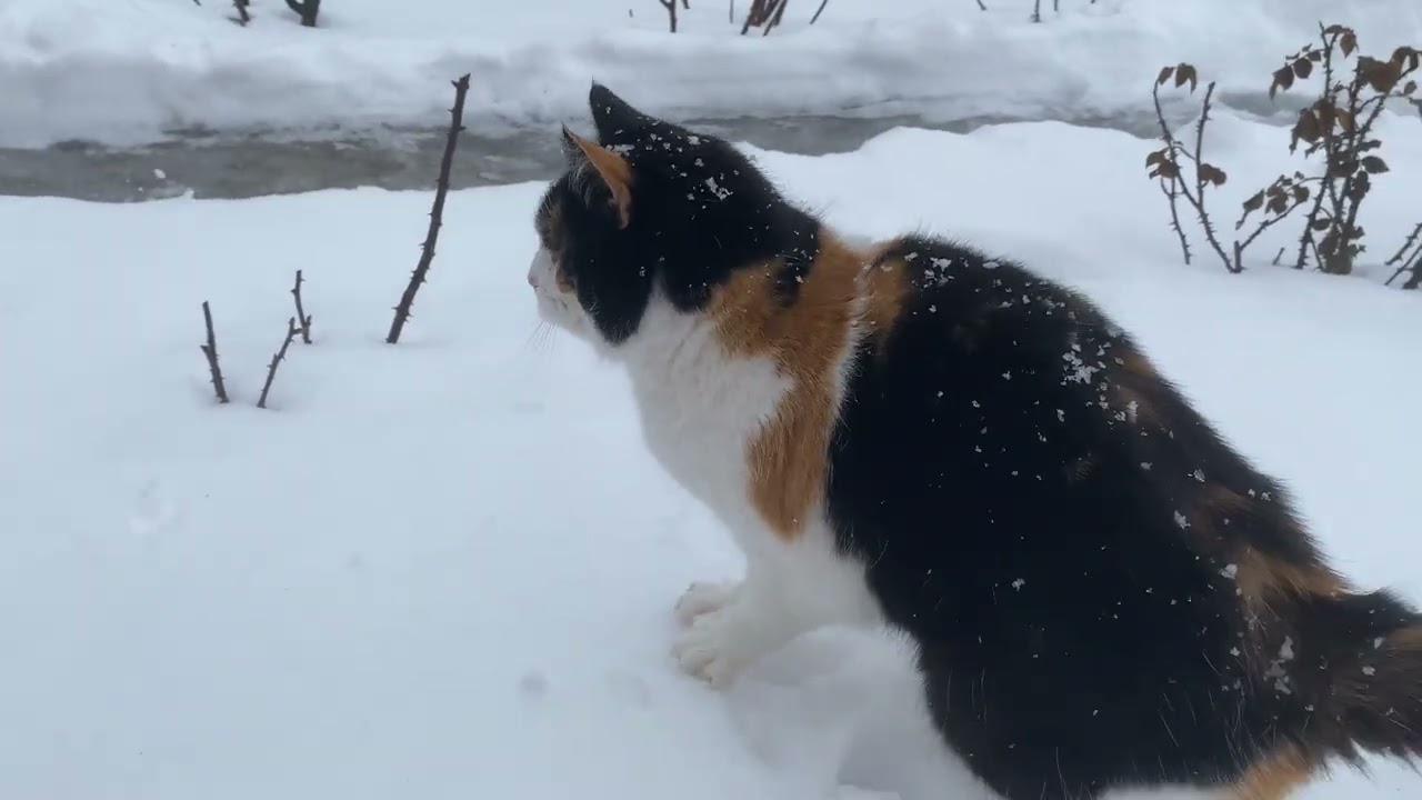 9 серія. Котька і Мурка досліджують сніг ❄️ Фантік контролює процес