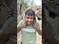 🐯🙍 #reels #video #lion