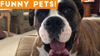 Funniest Pets \& Animals of the Week Compilation April 2018 | Hilarious Try Not to Laugh Animals Fail