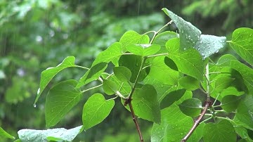 سورة المزمل عبدالرحمن مسعد سورة المزمل مع صوت المطر