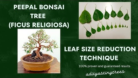How to reduce leaf size on your Peepal (Ficus Religiosa) bonsai Tree @adityastinytrees#bonsai