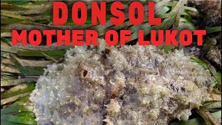 CLOSER LOOK OF THE MOTHER OF LUKOT  “DONSOL”