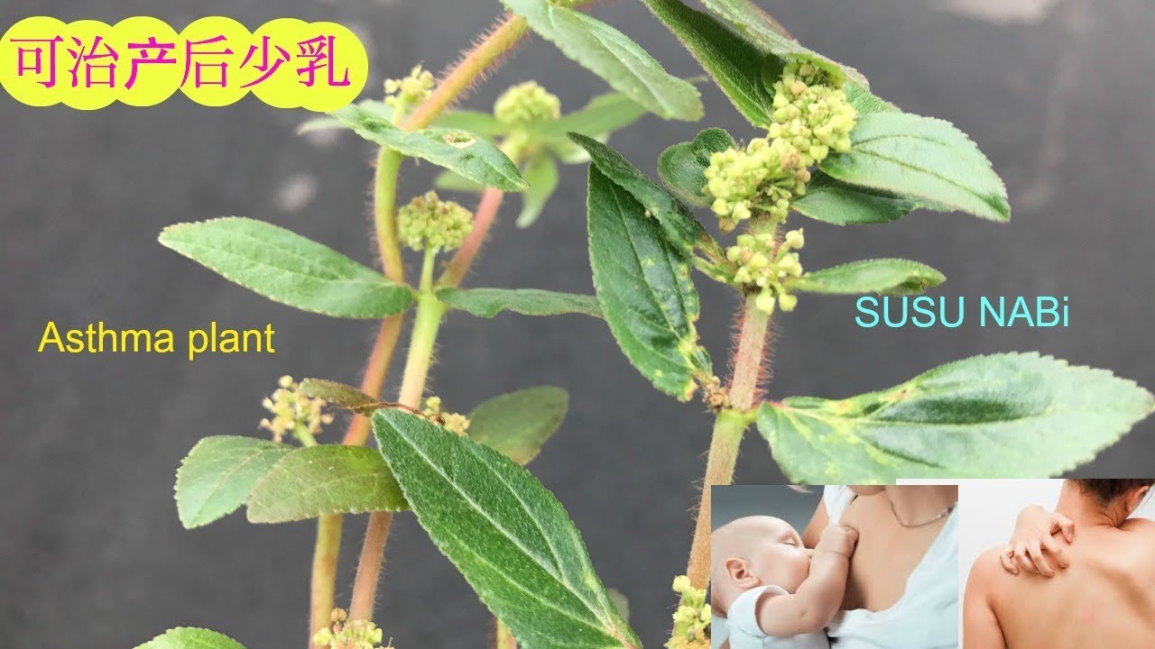  Benefits of Euphorbia hirta asthma plant 