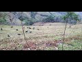 coyotes salvajes en su ambiente natural en la montañas de Costa Rica sector puriscal
