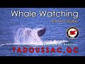 Tadoussac, QC -  Whales Watching - Amazing video Close Ups - Observation Baleines