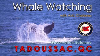 Tadoussac, QC -  Whales Watching - Amazing video Close Ups - Observation Baleines