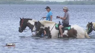 C Ponies: Explore Tampa Bay on horseback
