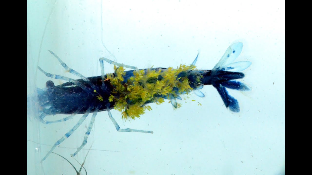 Организация карантина. Часть 3. Болезни креветок