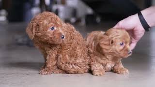 David Swartzentruber's Mini Labradoodle Puppies by Mt Hope Puppies 123 views 9 days ago 1 minute, 36 seconds