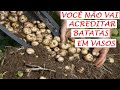 Batatas plantadas em vaso como você nunca viu antes!