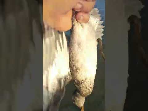 الشرشير الشتوي