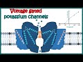 Voltage gated potassium channels  activation cycle of voltage gated potassium channels