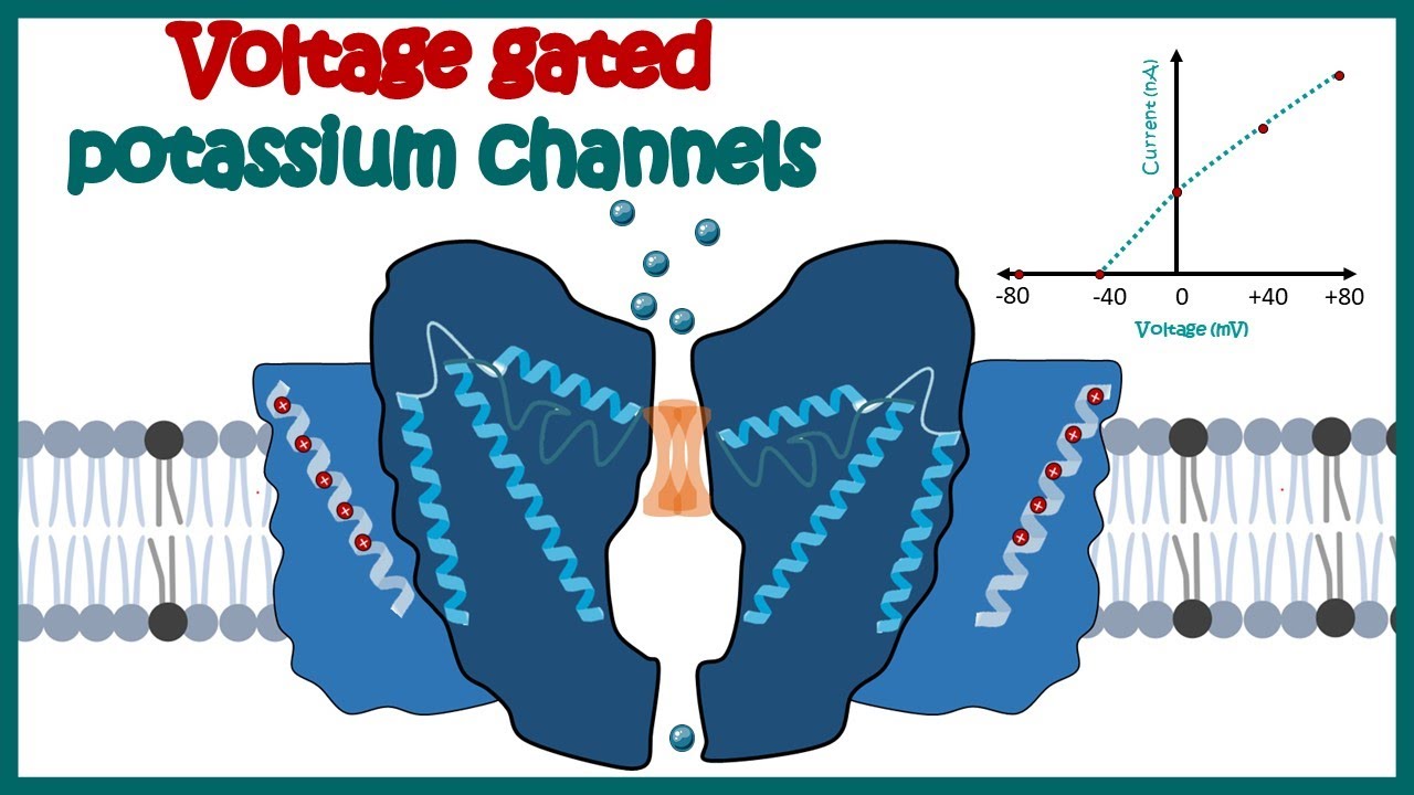 voltage gated ion channels animation