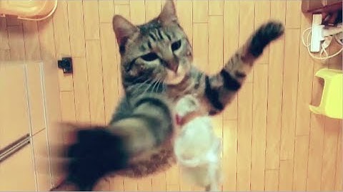 Cat Jumps 1.96M High Explained - You Have Been Warned