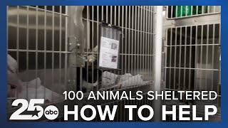 Over 100 animals sheltered in Bell County: Here's how to help