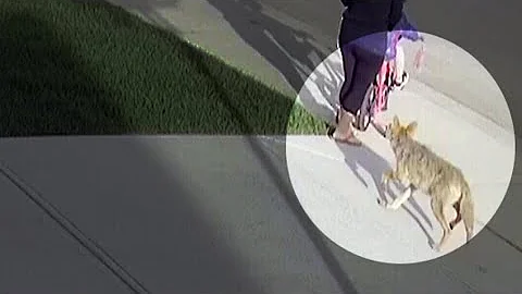 Alta. woman recovering after coyote attack on her ...