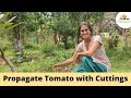 Quick Permaculture Tip -  Propagate tomatoes from Cuttings