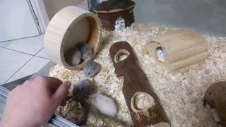 Křečík Campbellův - Campbell dwarf hamster