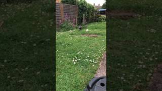 Staffordshire Bull Terrier Puppy slow mo