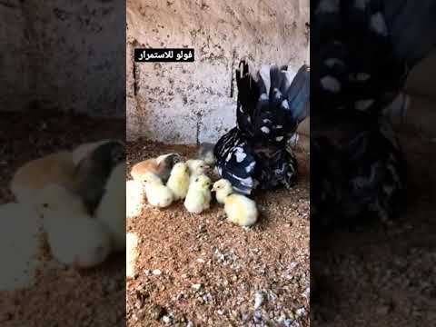 دجاجه زاحف وكتاكيتهه دجاج   زينه حيوانات اسباني اصيل 