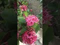 Ranjan flower 10 colour aapko Ayaan nursery mein mil jaega permanent flower Karta hai yah aap log