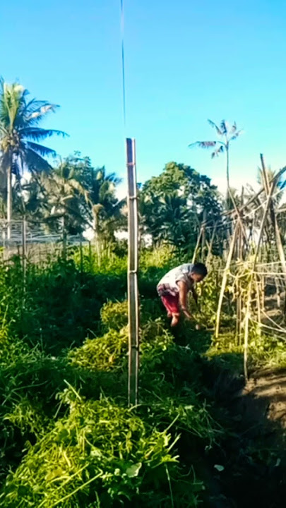 manglampas napod ta para naa tay matamnan #buhayprobinsya #farming #gardening