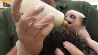 Tiny King colobus monkey is delivered by Caesarean at zoo