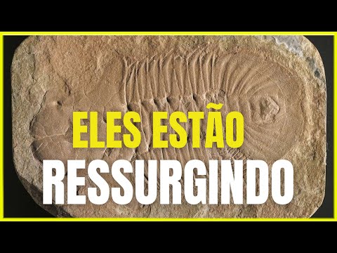 Vídeo: Fósseis De Criaturas Marinhas Pré-históricas Foram Encontrados Em Marte - Visão Alternativa