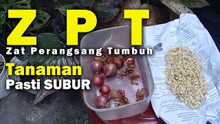Cara Membuat ZPT atau Zat Perangsang Tumbuh Yang Berbahan Baku Bawang Merah Dan Touge