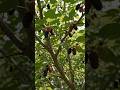What Happens When a Mulberry (शहतूत) Falls on Wet Soil? 😱🌱 #shorts