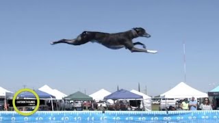 This Doggo Has INCREDIBLE Jumping Skills | 9GAG