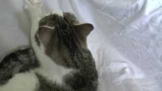 Cats from the AZYL Shelter in Biała Podlaska are looking for a home