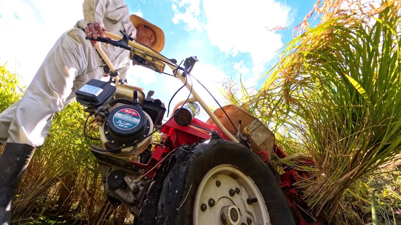 稲刈り機 一畳刈り 一条刈りバインダーで稲刈り、Insta360 X4で撮った。 - YouTube