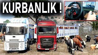 TIRLA KURBANLIK TAŞIYORUZ ! İNEKLER ÖLDÜ ETS 2 MOD screenshot 2