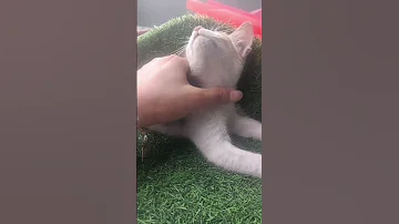 Cat Kitten Kitten Cat Cute Cutecat Viralvideo Comedy Comedymove 