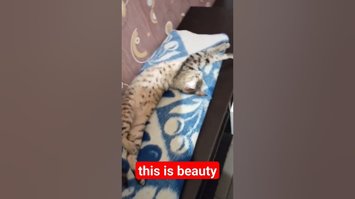 this is beauty #respect #cat #love #врек #shorts