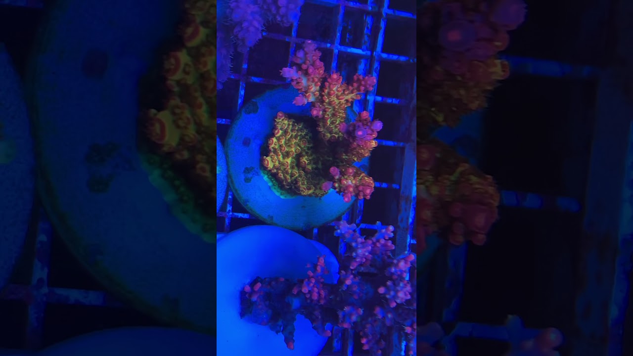 PC Rainbow Acro «REEF EXCLUSIVE»