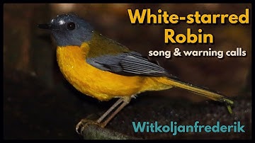 White-starred Robin song and alarm call