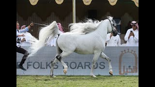 بطولة مركز الملك عبدالعزيز الدولية لجمال الخيل العربية الأصيلة 2019