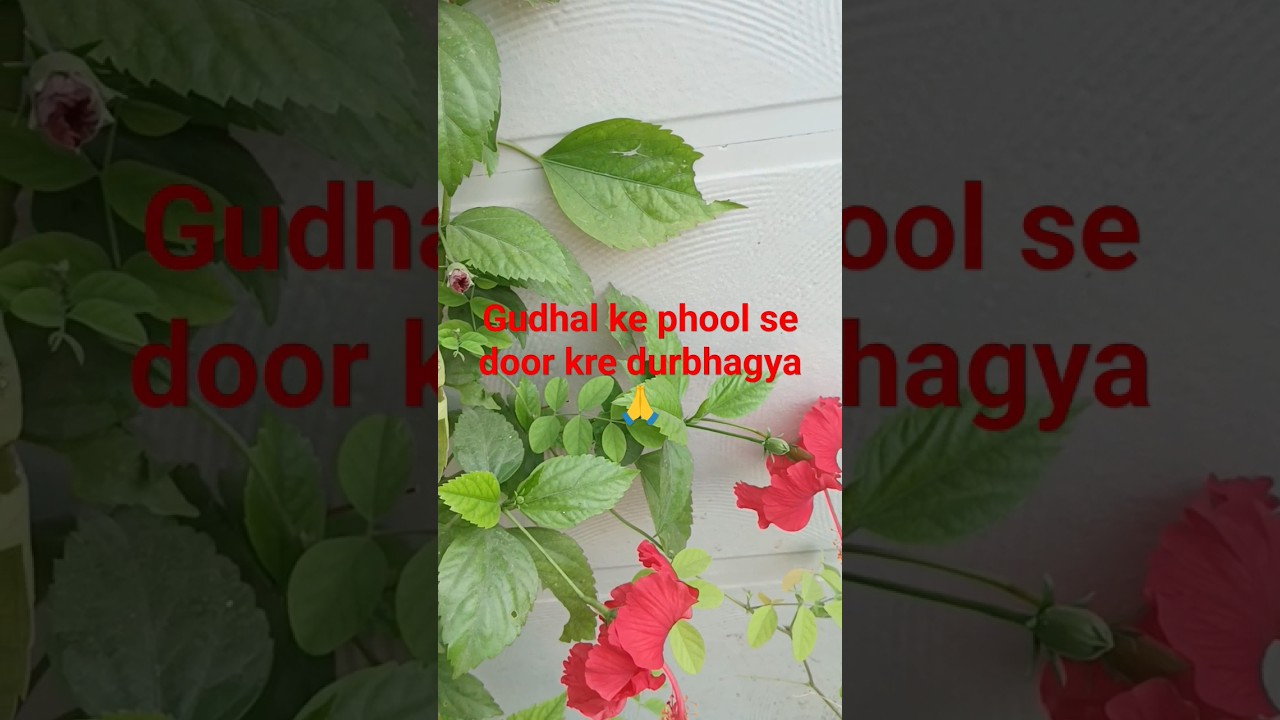 Gudhal Ke Phool Ka Chamatkari Gun short shorts youtube Family like gudhal-ke-phool-ka-chamatkari-gun-short-shorts-youtube-family-like