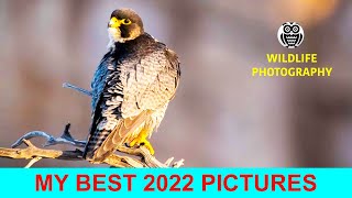 My best 2022 pictures By Giuseppe Gessa
