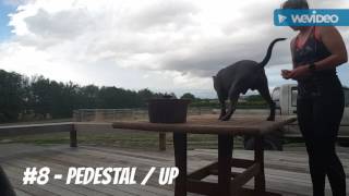 Arion Of Dogsofgods Dozer Novice Trick Dog